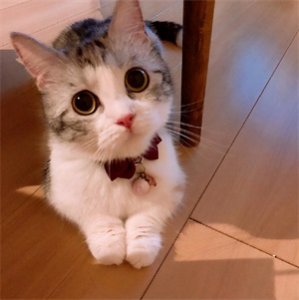 ​短腿猫是什么品种（教你从4个方面判断短腿猫的品种）