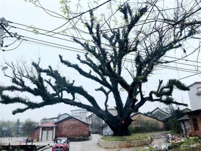​网友爆料！桂林千年樟树枝枯叶落，却无人保护