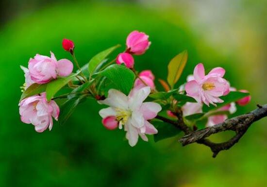 红海棠花的寓意和象征(红海棠花的花语是什么)