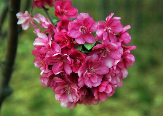 红海棠花的寓意和象征(红海棠花的花语是什么)