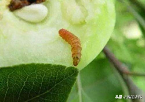 钻心虫用什么农药杀死(钻心虫用什么药好)