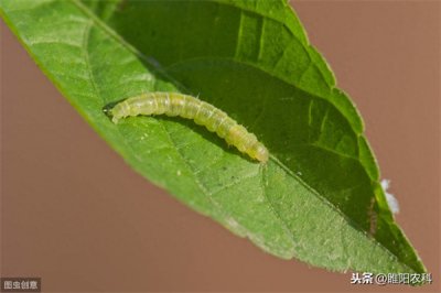 ​钻心虫用什么农药杀死(钻心虫用什么药好)