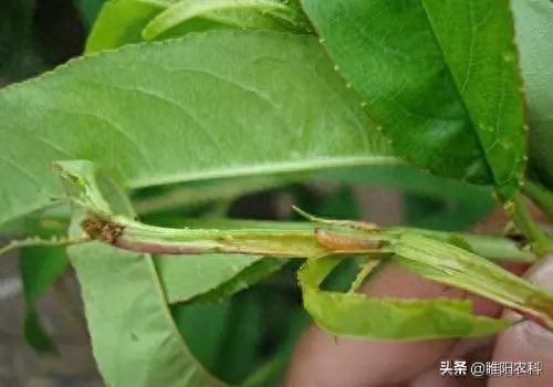 钻心虫用什么农药杀死(钻心虫用什么药好)