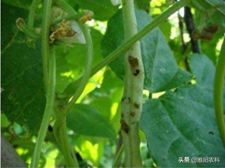 钻心虫用什么农药杀死(钻心虫用什么药好)