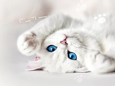 ​都说家里不能养白猫！果然出了怪事！