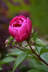 ​芍药又名将离