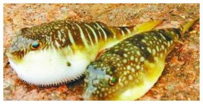 ​为什么河豚有剧毒，日本人还喜欢吃？网友：都是“狠人”！