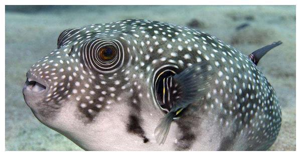 为什么河豚有剧毒,日本人还喜欢吃?网友:都是“狠人”!