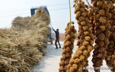 ​谷子价格最新走势