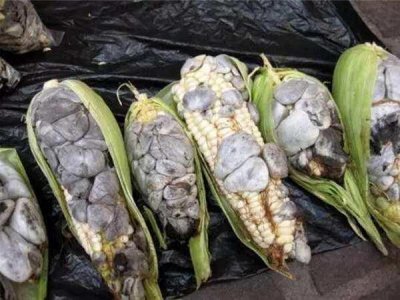 ​这些玉米长满了“灰色脓包”，但农夫看到却开心不已纷纷抢着要