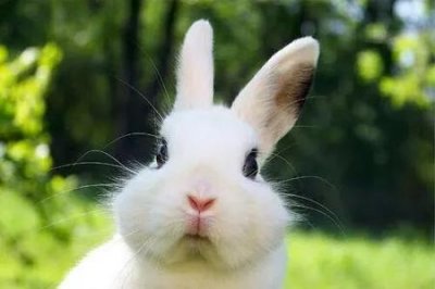 ​为啥兔子不能喝水(兔子不能喝水是为什么)