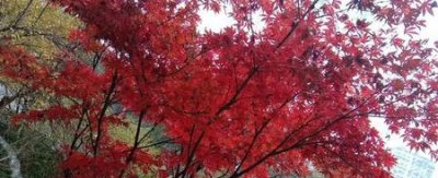 ​本命年太难了(本命年太难熬了)