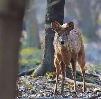 麝香是什么动物身上的哪个部位(到底什么是麝香?)