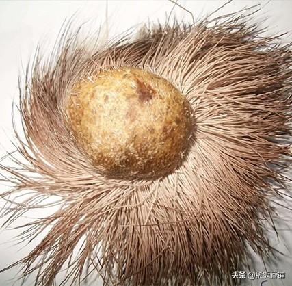 麝香是什么动物身上的哪个部位(到底什么是麝香?)