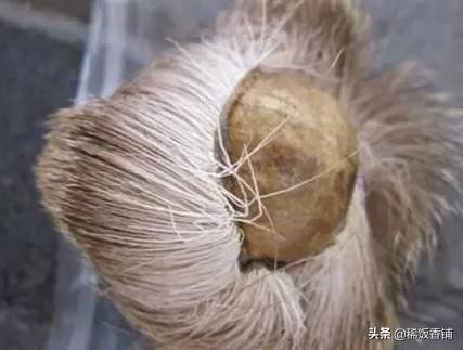 麝香是什么动物身上的哪个部位(到底什么是麝香?)