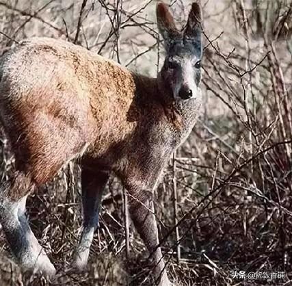 麝香是什么动物身上的哪个部位(到底什么是麝香?)