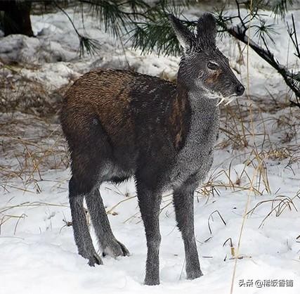 麝香是什么动物身上的哪个部位(到底什么是麝香?)