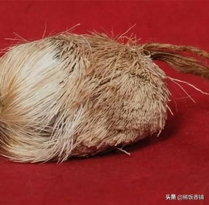 麝香是什么动物身上的哪个部位(到底什么是麝香?)