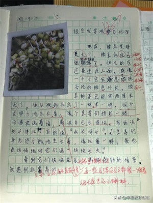 四年级观察日记(四上•连续观察日记12篇)