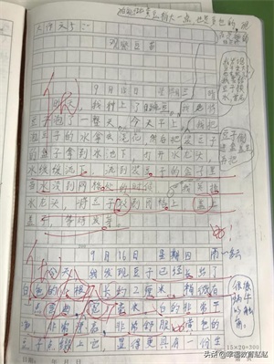 四年级观察日记(四上•连续观察日记12篇)