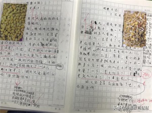 四年级观察日记(四上•连续观察日记12篇)