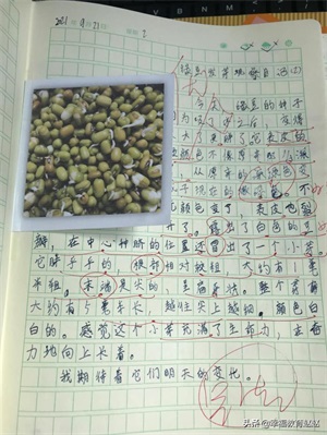 四年级观察日记(四上•连续观察日记12篇)