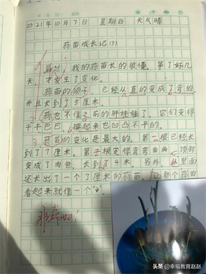 四年级观察日记(四上•连续观察日记12篇)