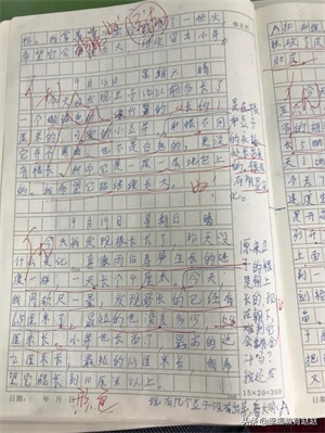 四年级观察日记(四上•连续观察日记12篇)