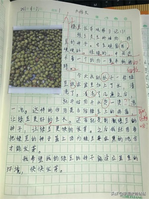 四年级观察日记(四上•连续观察日记12篇)