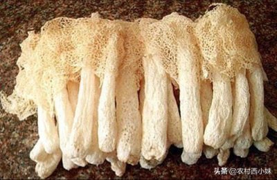 ​竹荪的品种有哪些？竹荪品种图片大全