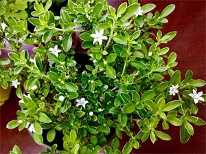 六月雪怎么养(六月雪的详细养护方法)