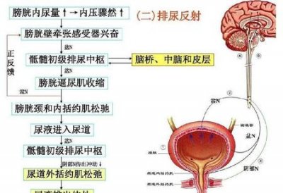 ​憋尿的功能为什么越来越差了(为什么有时候憋不住了)