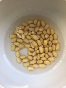 ​黄豆芽观察日记七天（七天黄豆芽观察日记）