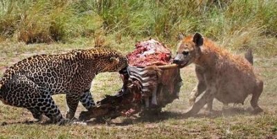 ​鬣狗和狮子 在非洲谁发展更好(草原二哥鬣狗的天敌)