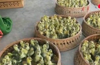 ​买的小鸭子为什么养不活(鸭子有小鸡吗)