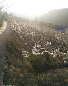 ​搞种植做什么最挣钱(农村种什么挣钱?种植致富20个好项目)