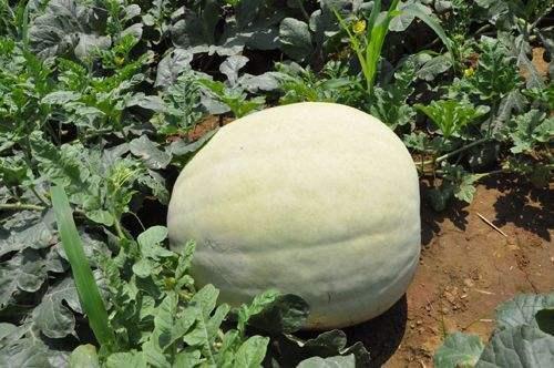 这种瓜可以放八个月,瓤成了糊才吃,能辅助肾病和防癌