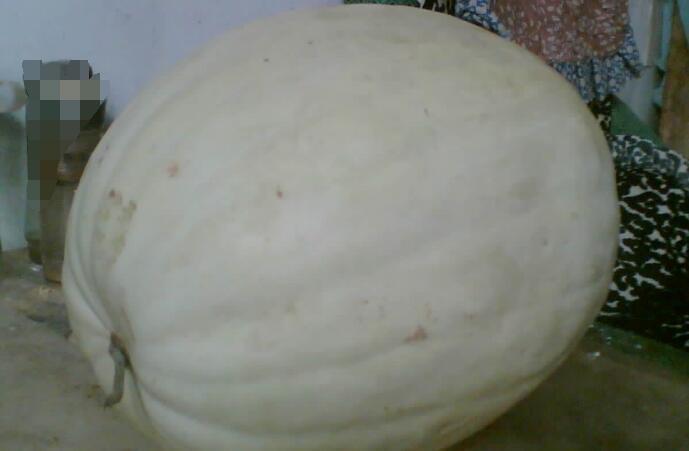 这种瓜可以放八个月,瓤成了糊才吃,能辅助肾病和防癌