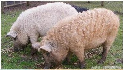 ​你知道世界上披着羊皮的猪吗？我觉得它好怪异