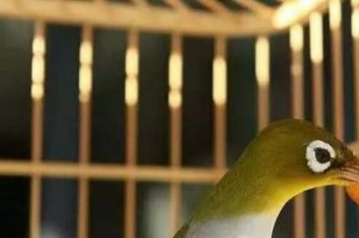 ​绣眼鸟为什么要遛才大叫