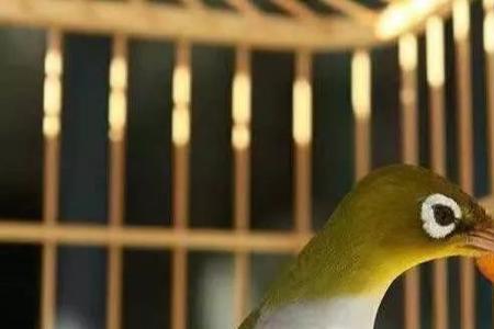 绣眼鸟为什么要遛才大叫