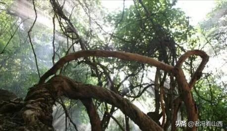 介休绵山攻略一日游(山西介休绵山攻略)(31)