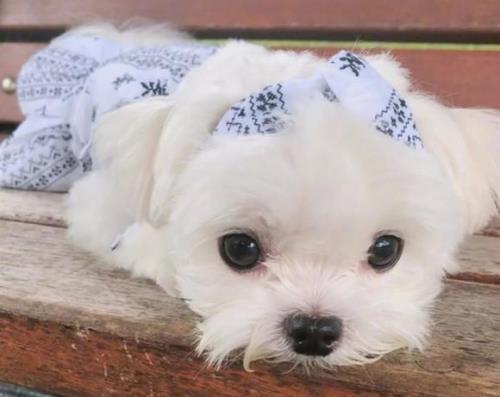 马尔济斯犬 资料