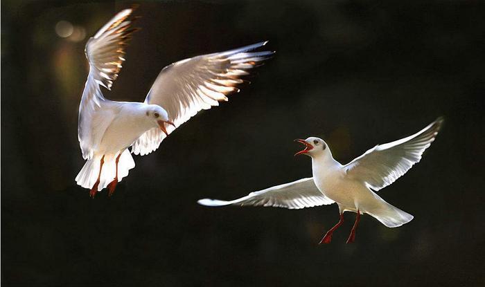 你知道云南有哪些好玩的地方吗?