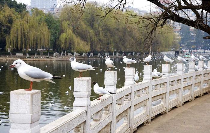 你知道云南有哪些好玩的地方吗?