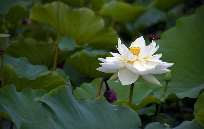 你知道云南有哪些好玩的地方吗?