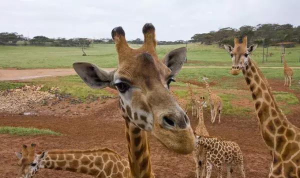 阿德莱德主要旅游景点(旅行者阿德莱德)(4)