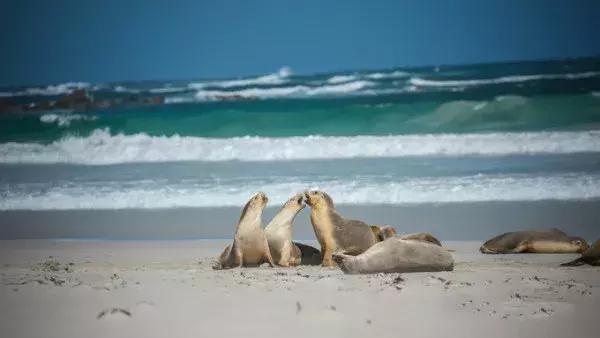 阿德莱德主要旅游景点(旅行者阿德莱德)(6)