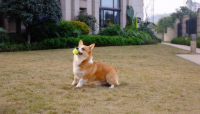 ​柯基为什么要断尾 柯基为什么喜欢往人身上扑