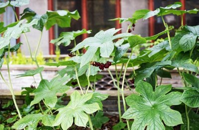 ​夏季的农村蛇越来越多，如何防止蛇进入到家里来？种什么植物好？